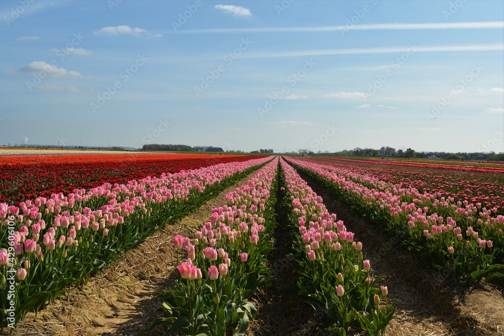 Tulpenfelder am Nierrhein