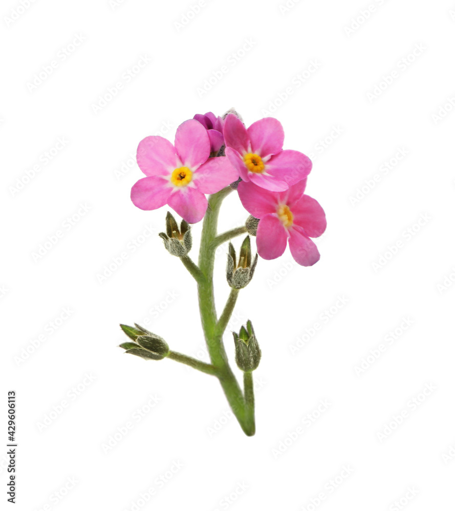 Delicate pink Forget-me-not flowers on white background