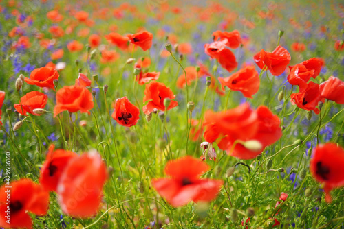 Field of poppies and cornflowers © Ihor
