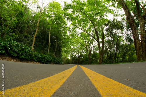 road in the forest