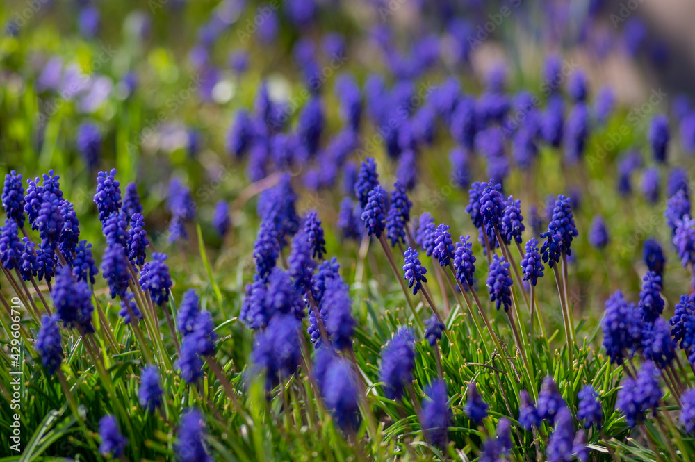 Obraz premium Muscari armeniacum cultivated spring grape hyacinth flowers in bloom, bunch of dark blue flowering plants