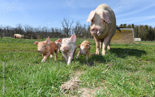 Fotografie porc cochon elevage ferme agriculture ferme wallonie Belgique