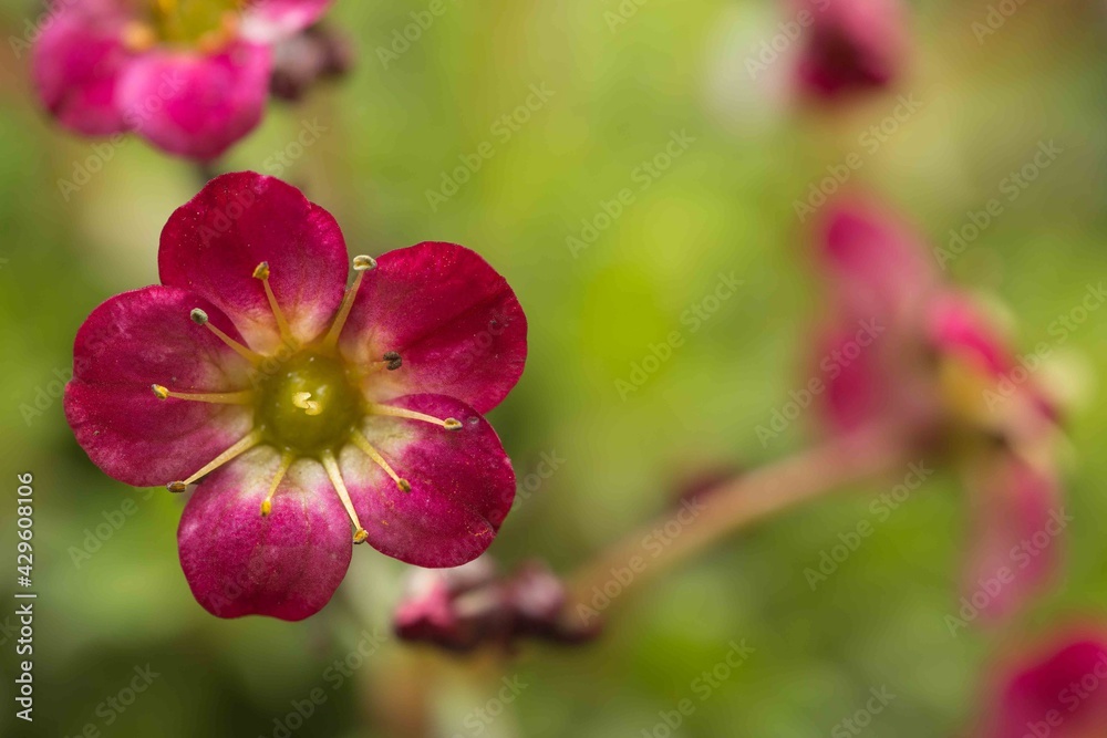 Saxifraga - Pixie Rose, Single flower shalow depth of field Saxifraga - Pixie Rose, Single flower shalow depth of field