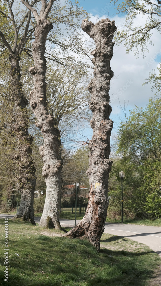 chemin et arbres