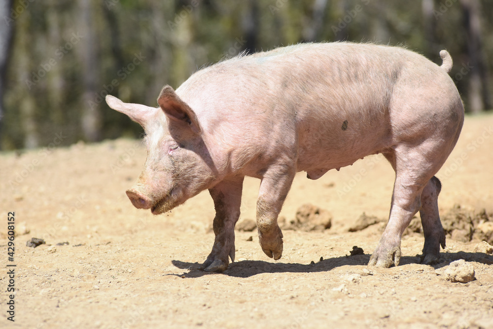 porc cochon elevage ferme agriculture ferme wallonie Belgique porc cochon elevage ferme agriculture ferme wallonie Belgique