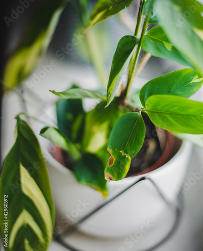 ctenanthe golden mosaic with fungus on leaf,yellow spots photo