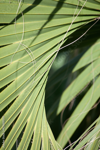 Green Palm leaf for a pattern abstraction