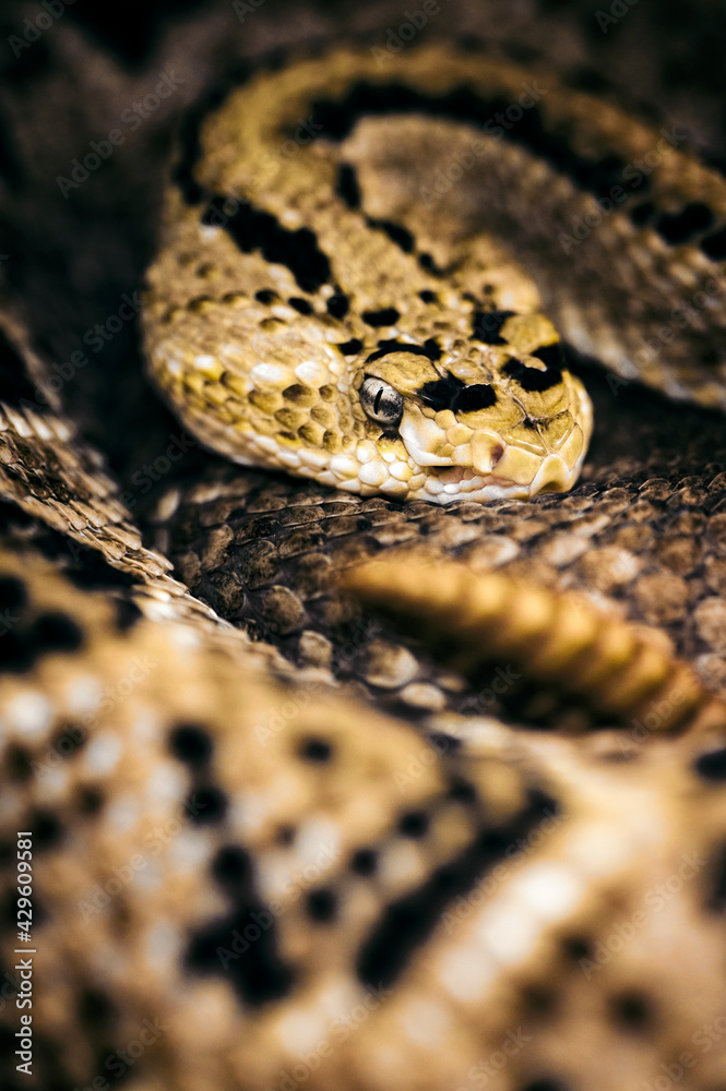 Obraz premium Crotalus culminatus - Northwest Rattlesnake curled up and resting. 