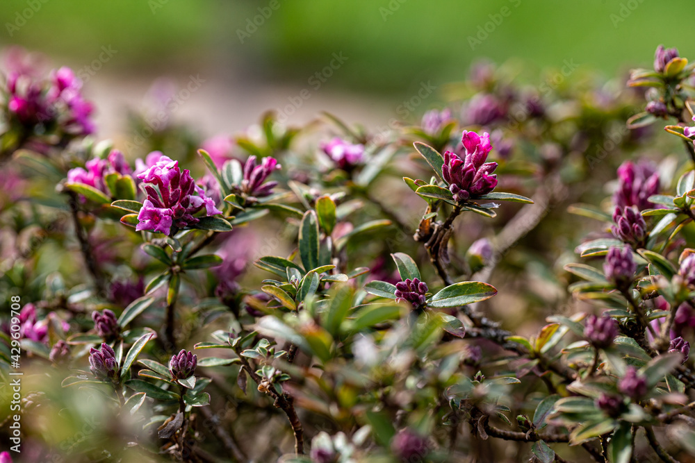 daphne leaf and blossom detail daphne collina daphne leaf and blossom detail daphne collina