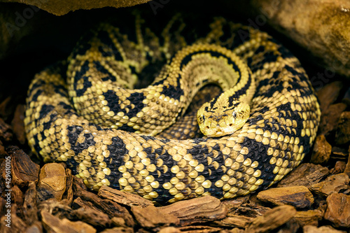 Crotalus culminatus - Northwest Rattlesnake curled up and resting.
