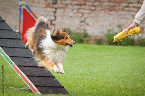 Dog Sheltie in agility balance beam. Amazing day on czech agility competition. They are middle expert it means A2.