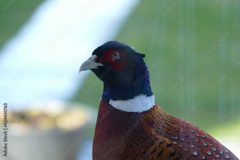 Portait eines Fasenenkopfes portrait of a pheasant’s head Portait eines Fasenenkopfes portrait of a pheasant’s head