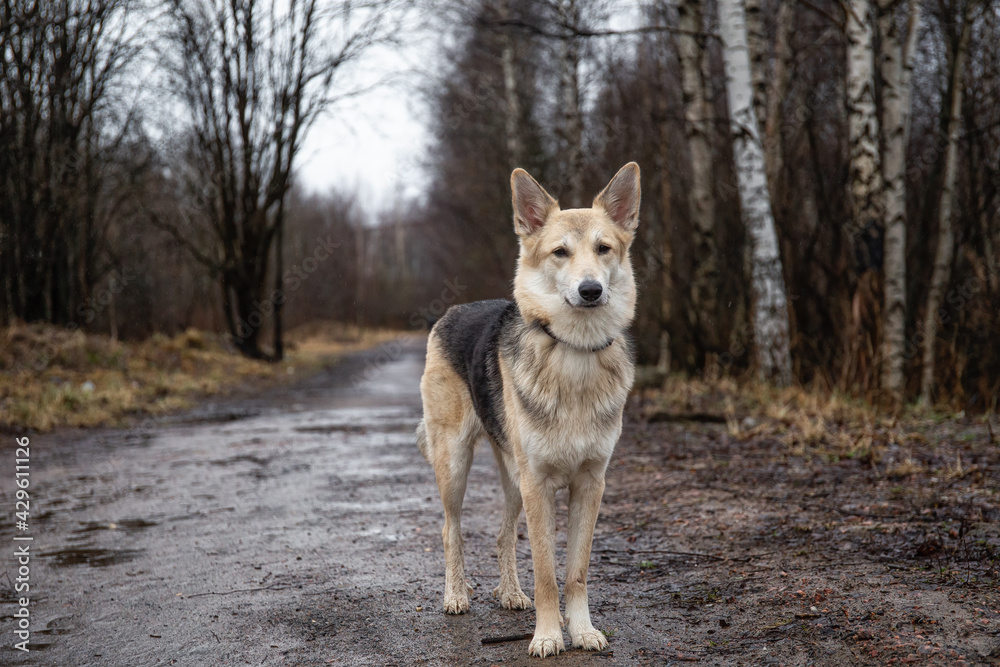 Obraz premium Young mixed breed shepherd dog funny portrait