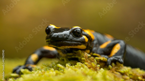 Fire salamander (Salamandra salamandra) on moss, macro shot