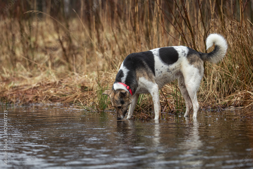 Dog drinking from a rain puddle at nature Dog drinking from a rain puddle at nature