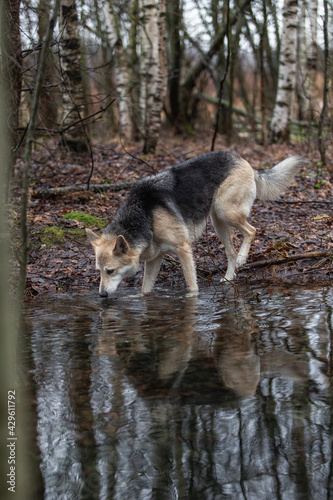 Dog drinking from a rain puddle at nature