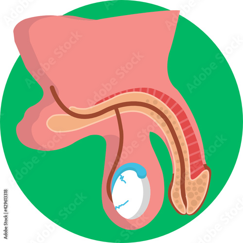 Human Anatomy Icon. Vector Illustration. Male Reproduction System.