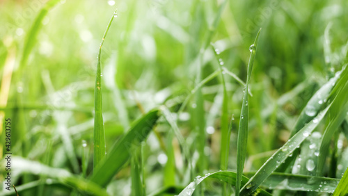 Green spring grass with dew drops. Green background.