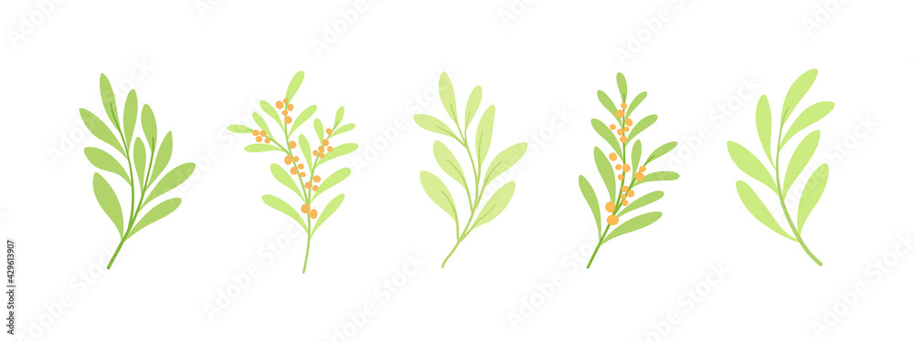 Set of botanical vector elements. Hand drawn illustration with leaves and plants. Floral ornaments for card, logo design, print fashion. Set of botanical vector elements. Hand drawn illustration with leaves and plants. Floral ornaments for card, logo design, print fashion.