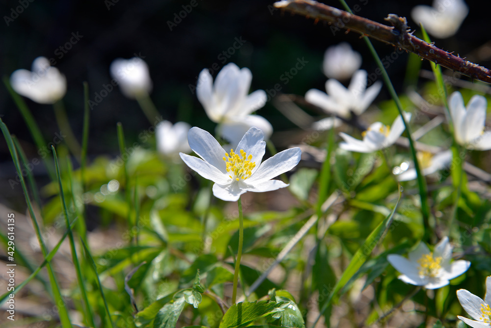 An early spring plant with white flowers named anemone growing on a ...