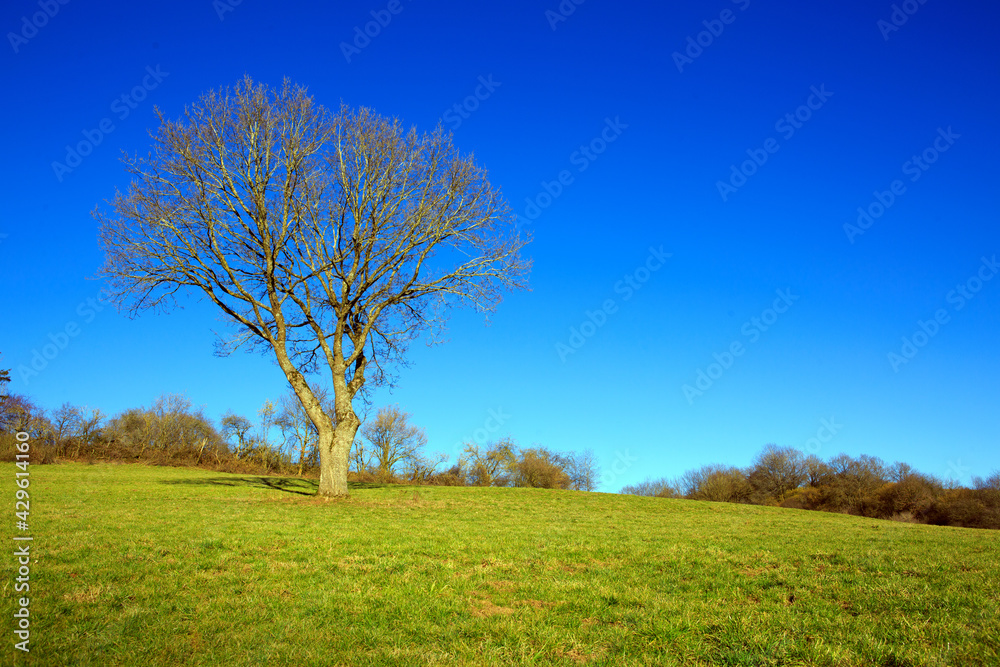 The sun shines through a majestic green tree in a meadow. The sun shines through a majestic green tree in a meadow.