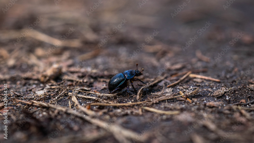 beautiful blue scarab beetle crawling along the road