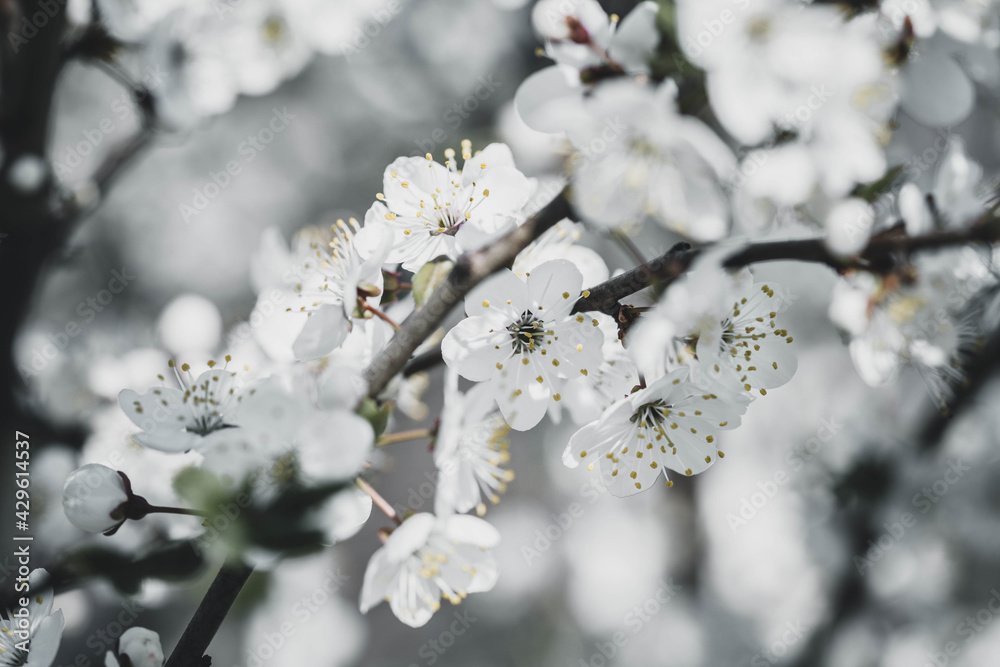 stunning cherry blossom tree in the park, spring day stunning cherry blossom tree in the park, spring day