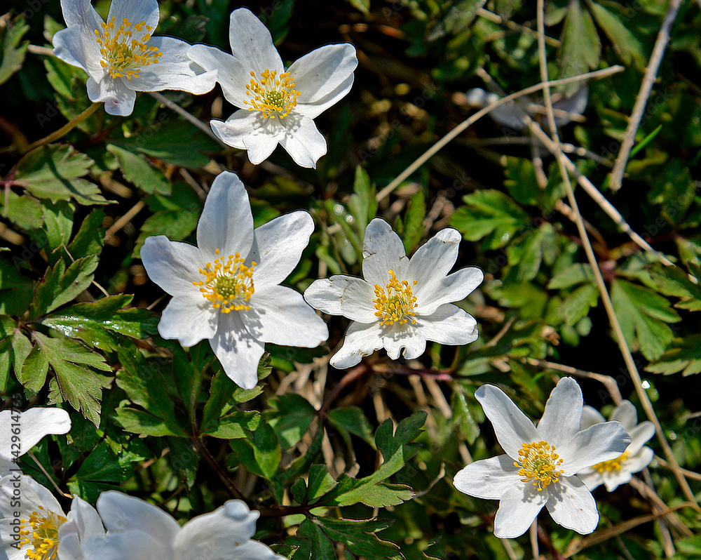 An early spring plant with white flowers named anemone growing on a dirt road in the village of Fasty in Podlasie, Poland An early spring plant with white flowers named anemone growing on a dirt road in the village of Fasty in Podlasie, Poland