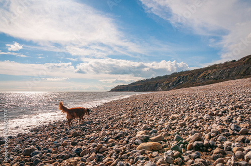 A spring 3 image HDR of the coastline of Monmouth Beach with cliffs of Liassic rocks at Chippel Bay. Lyme Regis, West Dorset. England. photo
