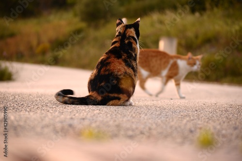 Fototapeta Naklejka Na Ścianę i Meble -  Two cats on the road