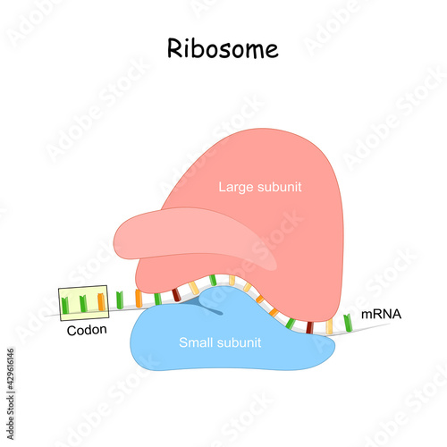 Ribosome and mRNA photo