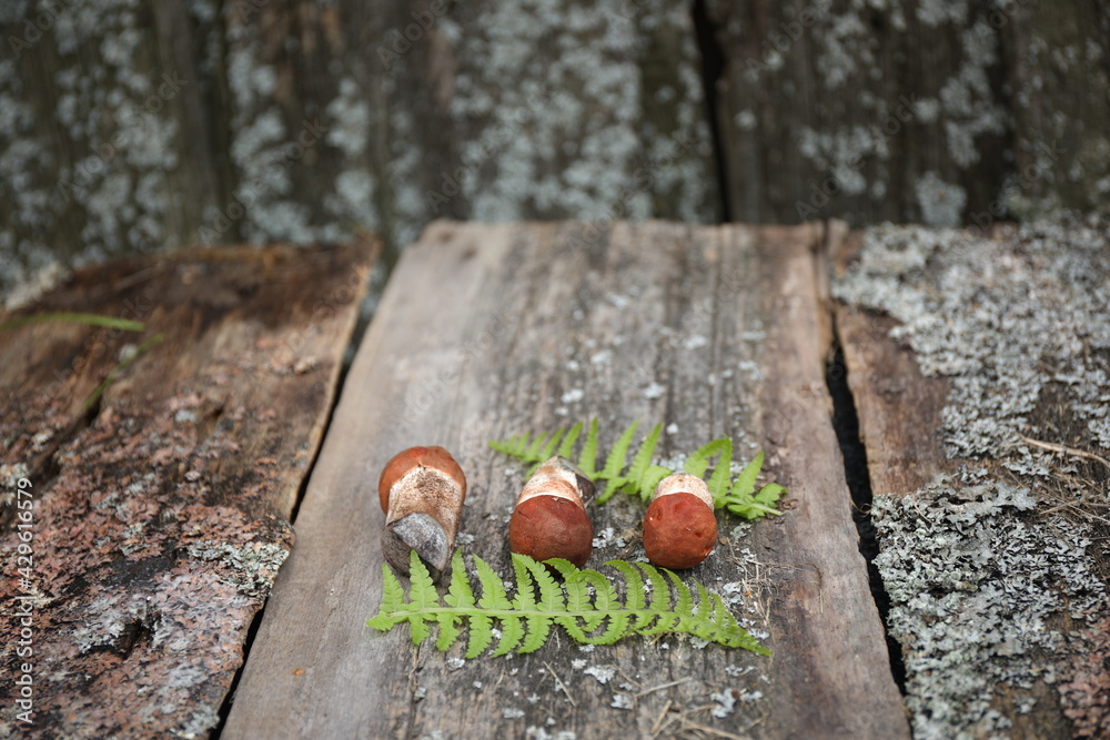 aspen mushrooms young on a wooden background aspen mushrooms young on a wooden background