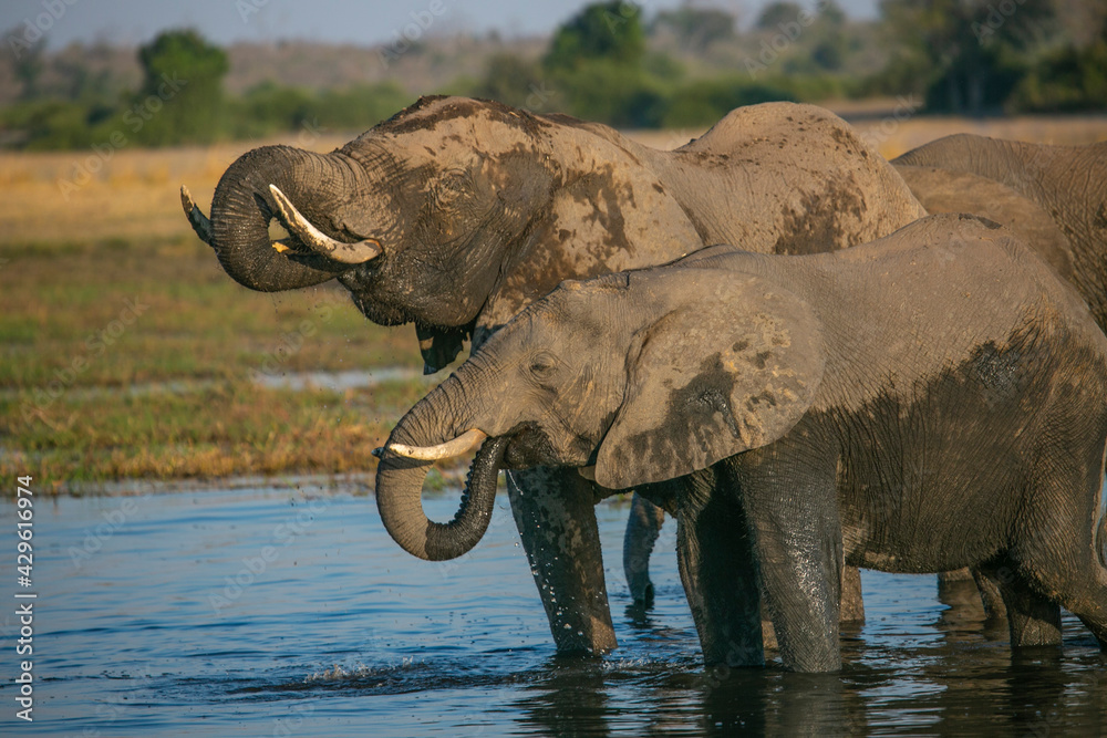 Obraz premium Elephants on the banks of Chobe River in Chobe National Park of Botswana, Southern Africa.