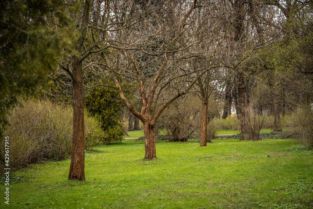 Fototapeta premium beautiful alley of trees in the park