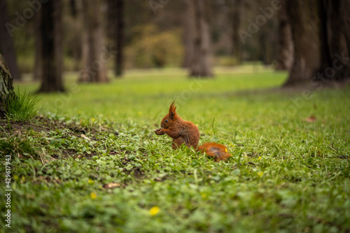 squirrel eats a nut on a beautiful lawn, spring day © Olexandr