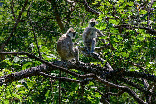 Tufted Gray Langur monkey couple on a tree branch, are near-threatened species in Sri Lanka. has a black face and a long tail.