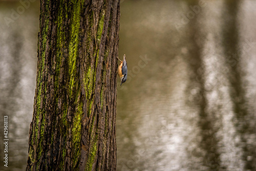 nuthatch runs along a tree trunk in search of food