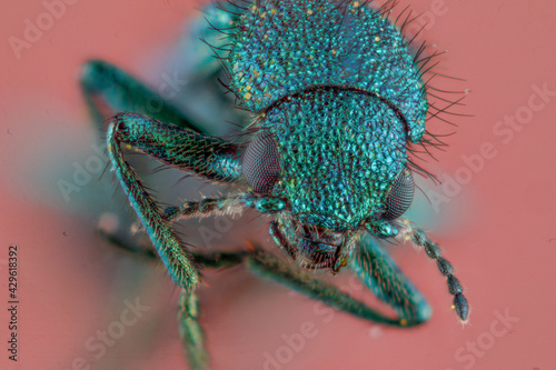 petit coléoptère vert fonce (en focus stacking ) "Lytta vesicatoria"