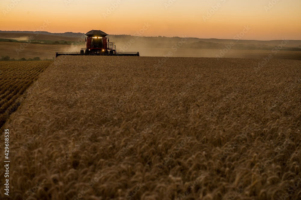 Fototapeta premium agriculture