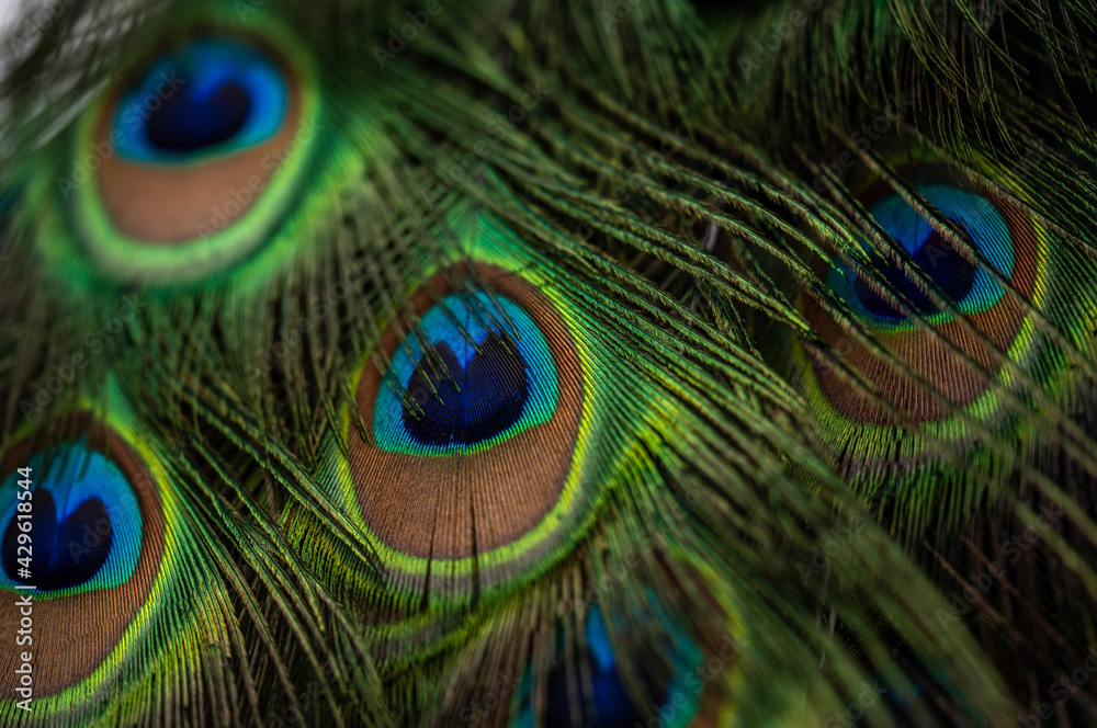 Naklejka premium Peacock tail at close range, spring day