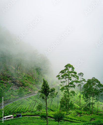 Beautiful landscape view in Haputale, Tea plants, and the roads leading to the Lipton seat, fog covering the mountains. Concept of the Paradise Island Sri Lanka.