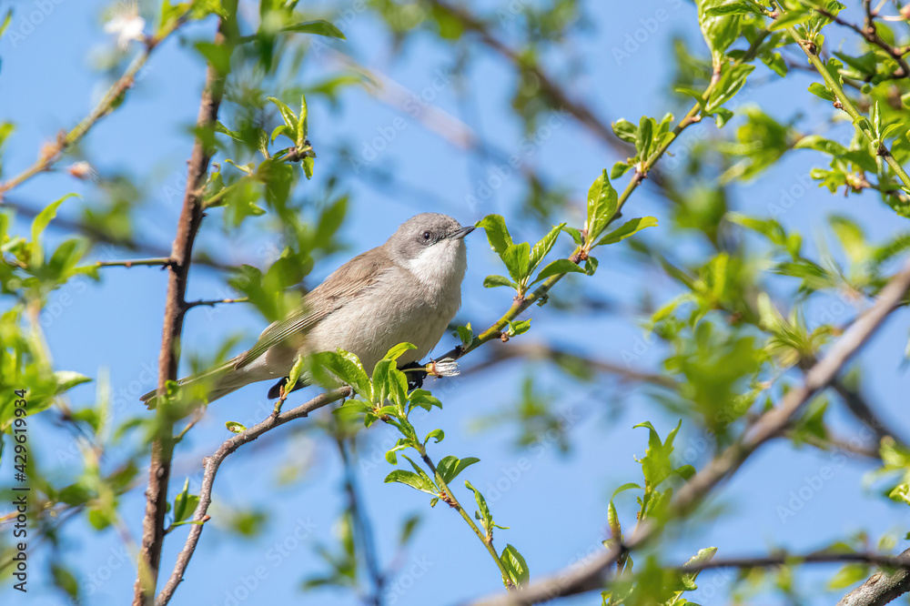 Wild lesser whitethroat or Sylvia curruca perching on a branch of a tree