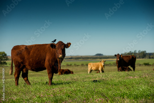 cow © emerson_foguinho