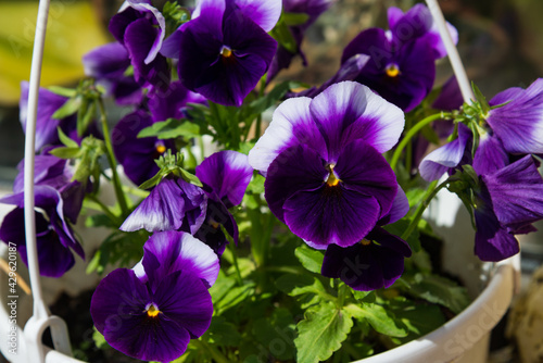 Viola plant in the home garden