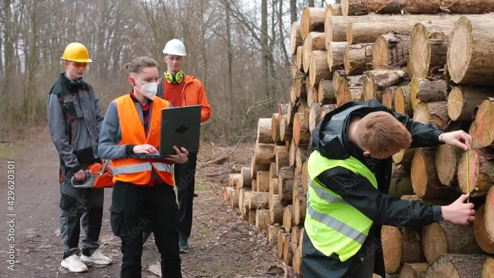 A group of workers at logging. The employee measures the logs, the manager says information, accounting and timber sales. Stacked logs.