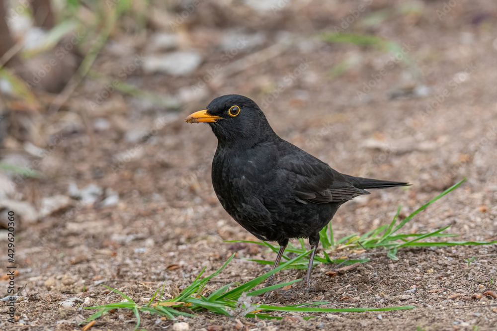 Common Blackbird also known as Turdus merula. Common Blackbird also known as Turdus merula.