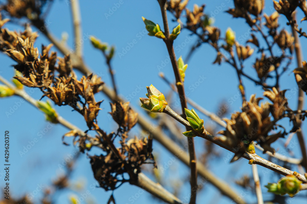 unblown buds on trees. Bare young tree branches in spring in the garden close-up on a blurred background unblown buds on trees. Bare young tree branches in spring in the garden close-up on a blurred background