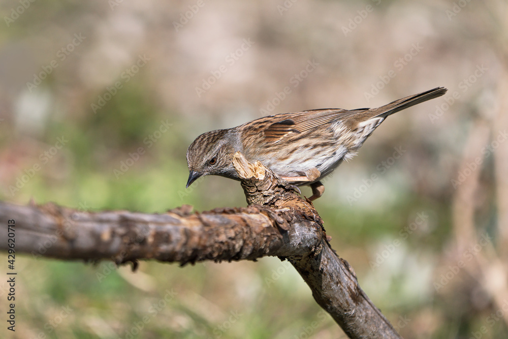 Fototapeta premium Side view of a dunnock bird sitting on a dry branch looking down with blurred background