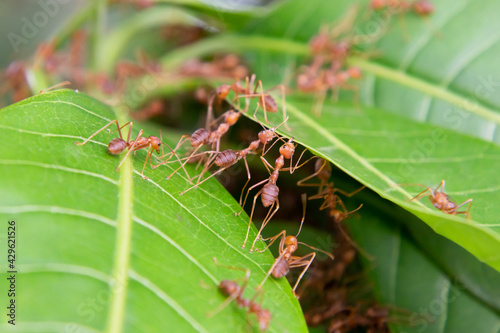 Red ants build their nests by joining forces to pull leaves