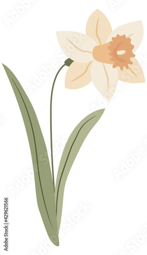 delicate white daffodil